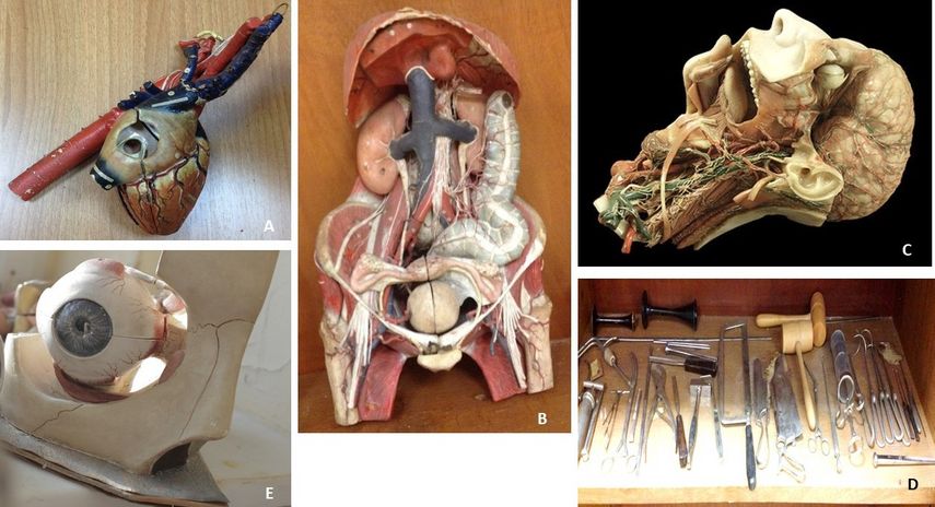 Προπλάσματα του Louis Auzoux, C. Κέρινα μοντέλα από τον Felice Fontana E. πλαστικό μοντέλο του οφθαλμικού βολβού D. Παλαιά χειρουργικά εργαλεία  