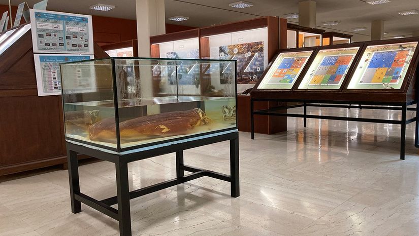 Νέο εντυπωσιακό έκθεμα του Μουσείου Ζωολογίας
