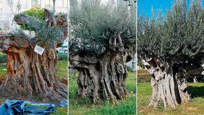 Τα δύο επιβλητικά υπεραιωνόβια ελαιόδεντρα στα Προπύλαια ρίζωσαν και μεγαλώνουν