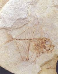 Απολιθωμένο ψάρι από την Ιεράπετρα Κρήτης ηλικίας Ανωτέρου Μειοκαίνου (περίπου 7 εκατομμυρίων ετών)